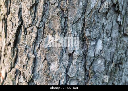 Old Wood Tree bark, texture natural background close-up Stock Photo