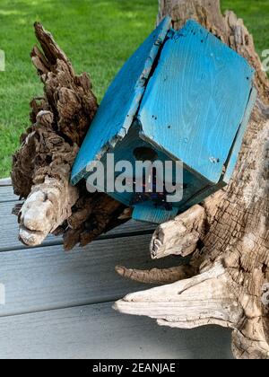 Blue Rustic handmade wooden decorative bird feeder on the porch Stock Photo