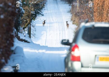 Killearn, Stirling, Scotland, UK. 10th Feb, 2021. UK weather - overnight snow in Killearn, Stirling, Scotland. pictured - two roe deer perfectly at home wandering down a road on the edge of the village in the middle of the day, only darting into a nearby copse when a car approached Credit: Kay Roxby/Alamy Live News Stock Photo