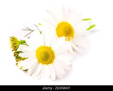The Beautiful chamomile flowers on white Stock Photo