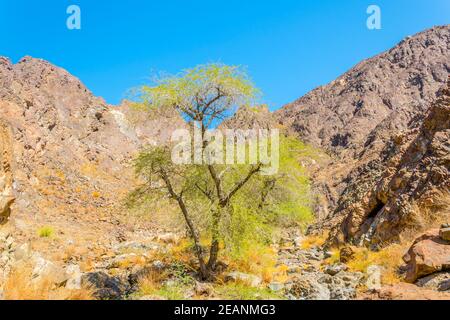Nature in Oman surrounding the famous c38 hiking trail in Muttrah, Muscat, Oman. Stock Photo