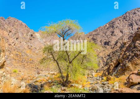 Nature in Oman surrounding the famous c38 hiking trail in Muttrah, Muscat, Oman. Stock Photo