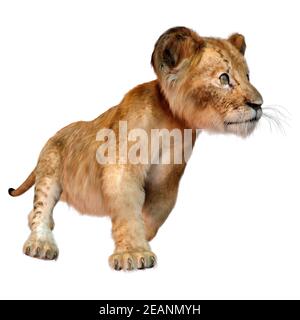 3D Rendering Lion Cub on White Stock Photo