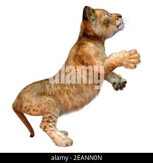 3D Rendering Lion Cub on White Stock Photo