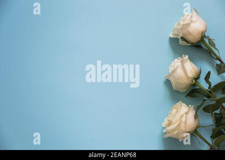 white roses on a blue background. Happy Valentine's Day or Mother's Day. Stock Photo