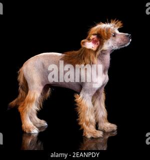 Chinese crested for sale 2024 craigslist