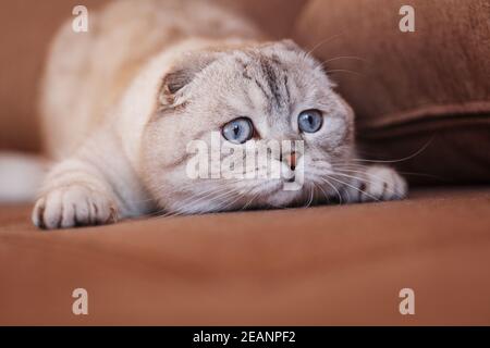 Charming female gender of Scottish breed in animal husbandry. Cute cat with light blue eyes. Stock Photo