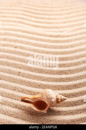 Big beautiful sea shell on brown sand. Sea life, vacation and souvenir concept. Stock Photo