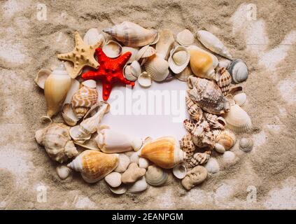 Many shells and red starfish are lying on the sand. Blank white background with place for text. Top view. Stock Photo