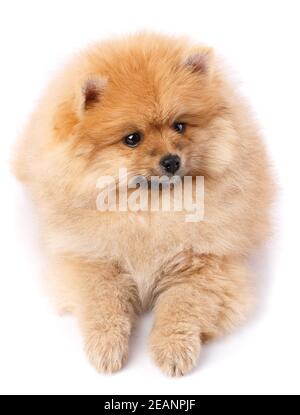 Pomeranian Spitz posing in front of camera on white background. Stock Photo