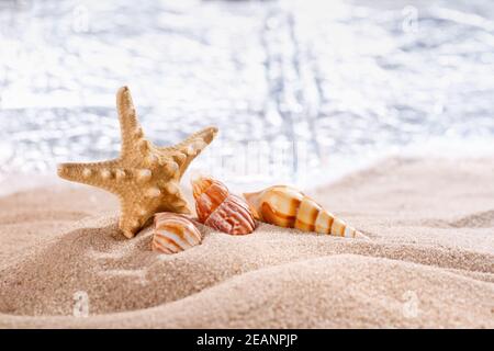 Sea shells and big starfish in the sand at sea. Close up, blurred background. Sea, sand, beach. Stock Photo