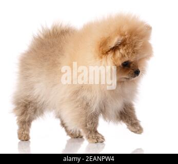 Fluffy light brown Pomeranian Spitz stands on a white background.