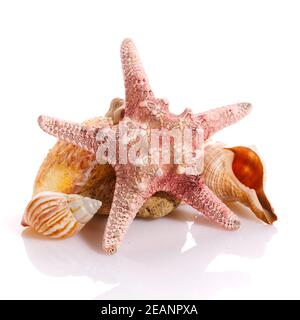 Starfish and different seashells on a white background. Close up. Stock Photo