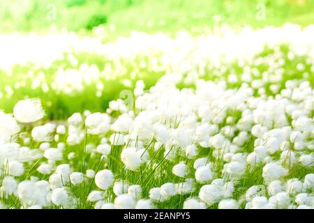 Arctic cotton grass in Kamchatka Stock Photo