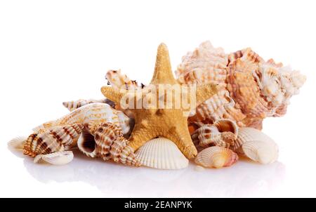 Pile of different seashells isolated on white background. Stock Photo