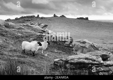 Two white sheep below Staple Tor near Merrivale, Dartmoor National Park, Devon, England, United Kingdom, Europe Stock Photo