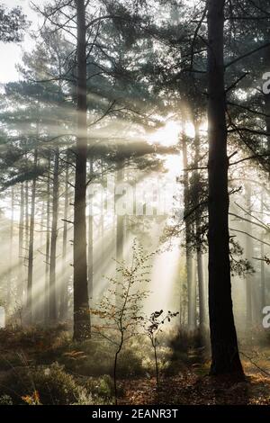 Rays of sun breaking through mist in woodland of scots pine trees, Newtown Common, Hampshire, England, United Kingdom, Europe Stock Photo