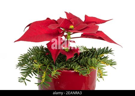 Red blooming poinsettia in a red flower pot decorated with fir branches Stock Photo