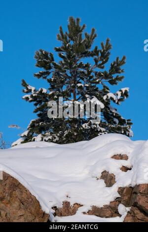 Helsinki / Finland - FEBRUARY 10, 2021: A closeup of a small spruce tree standing on the top of a snowy cliff. Stock Photo