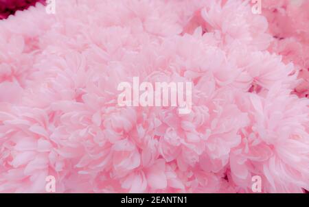 Pink flower texture background. Soft and pastel color petals of pink flower bouquet. Pale pink background for love, valentines day, and wedding invitation card. Gentle pink floral with soft light. Stock Photo