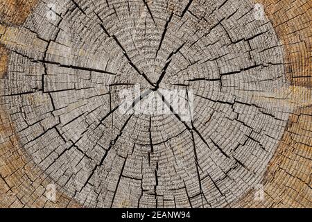 Background of old tree trunk cross section Stock Photo