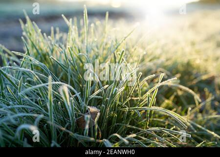 Grass on a meadow on an icy cold morning in winter Stock Photo