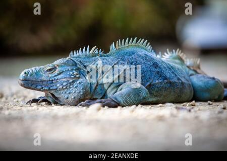 Extremely Rare Blue Iguana (Cyclura lewisi) is protected in the Queen Elizabeth II Botanic Park.  Grand Cayman, Cayman islands, Caribbean Stock Photo