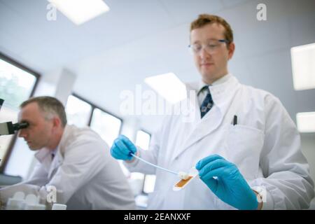 lab technician in white coat in laboratory performs a swab Stock Photo