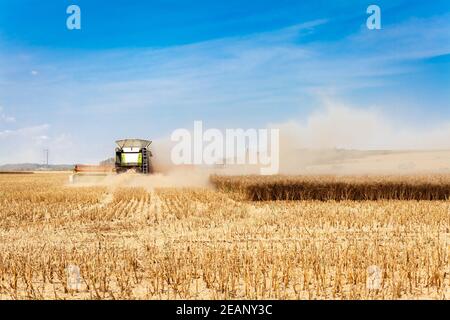 harvested, a combine harvester mows and processes grain in a field, separating grain and straw Stock Photo