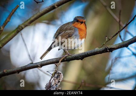 A European robin, known simply as the robin or robin redbreast resting on a tree branch. Stock Photo