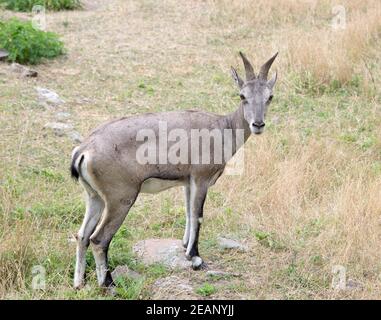 Wild goat Stock Photo