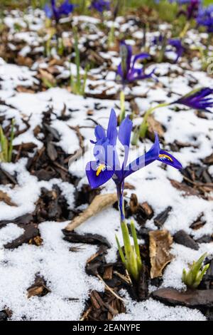 Small royal blue Iris reticulata 'Harmony' grow through snow in RHS Garden, Wisley, Surrey in winter Stock Photo