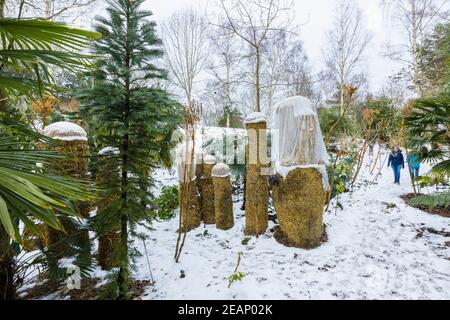 Palm trees covered with straw protectors to keep warm during winter Stock  Photo - Alamy