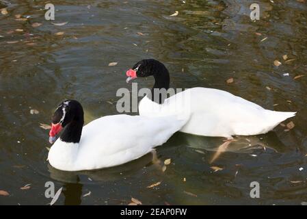 Pair of black necked  swans in the autumn lake Stock Photo