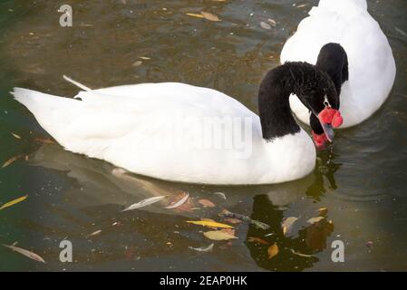 Pair of black necked  swans in the autumn lake Stock Photo