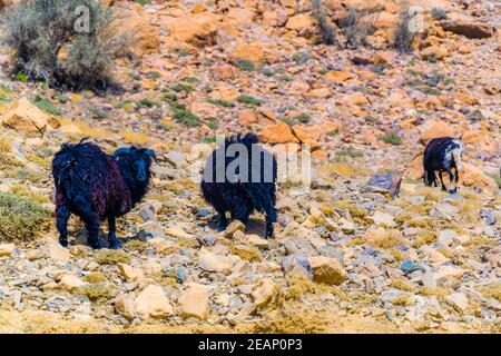 A mountain goat on the road to Jebel Shams, Sultanate of Oman Stock Photo