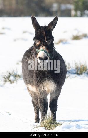 Gartness, Stirling, Scotland, UK. 10th Feb, 2021. UK weather - a donkey looks slightly unimpressed standing in a field of snow Credit: Kay Roxby/Alamy Live News