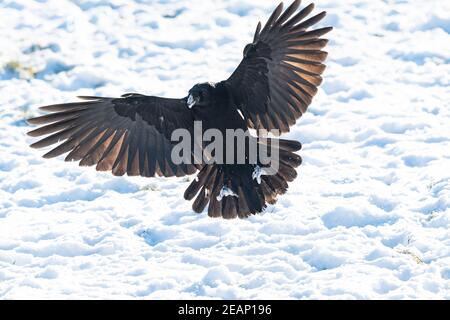 Gartness, Stirling, Scotland, UK. 10th Feb, 2021. UK weather - a crow with snow covered beak and claws, landing in a field looking for worms and grubs Credit: Kay Roxby/Alamy Live News