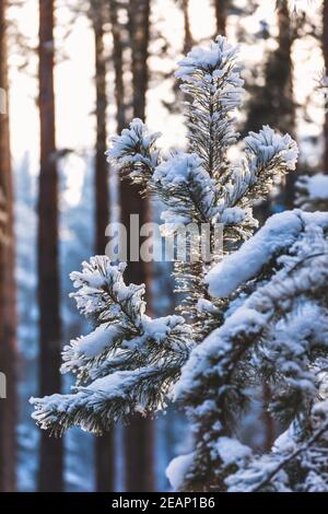 snow-covered spruce in the foreground close - up on the background of the forest Stock Photo
