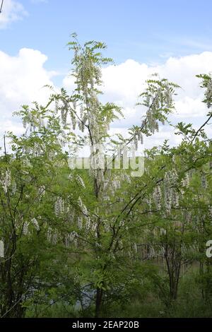 Flowering acacia white grapes Stock Photo