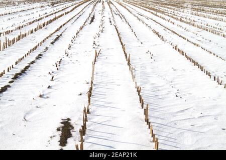 Long rows of Maize stubbles on a field covered with snow in winter Stock Photo
