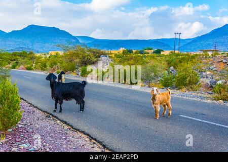 A mountain goat on the road to Jebel akhdar, Sultanate of Oman Stock Photo