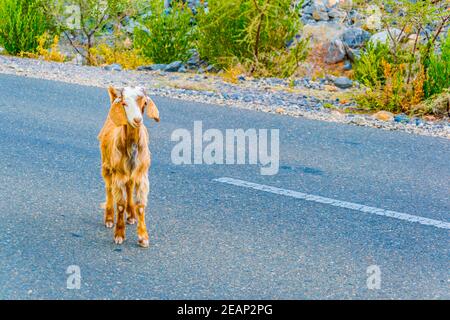 A mountain goat on the road to Jebel akhdar, Sultanate of Oman Stock Photo
