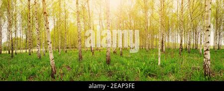 birch tree forest in morning Stock Photo