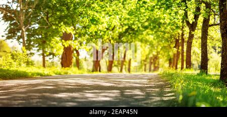 asphalt road with trees on the side in summertime Stock Photo