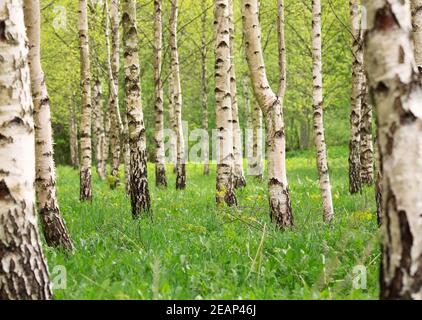 birch tree forest in morning Stock Photo