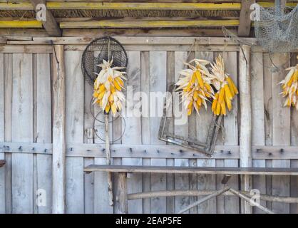 Ripe corn cob drying on the wooden wall Stock Photo