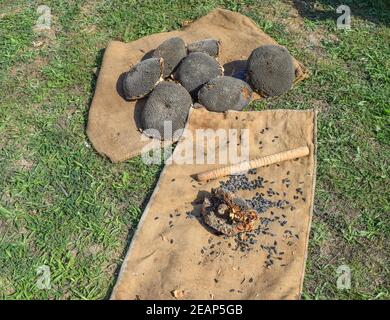 The sunflower heads prepared for knockout. Stock Photo