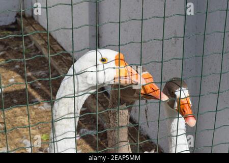 Geese in the cell enclosure. The content of the geese on the farm