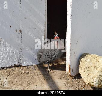 Guinea fowl in a cage. The content of guinea fowl on the home farm Stock Photo